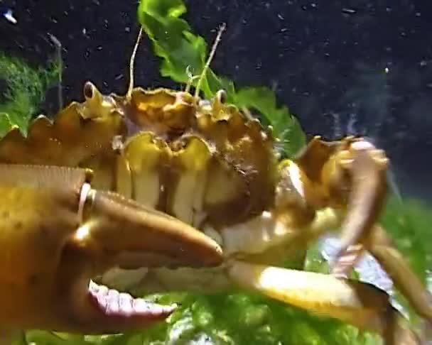 绿螃蟹 Carcinus Aestuarii 的营养 吃在海底捕获的另一种螃蟹 — 图库视频影像