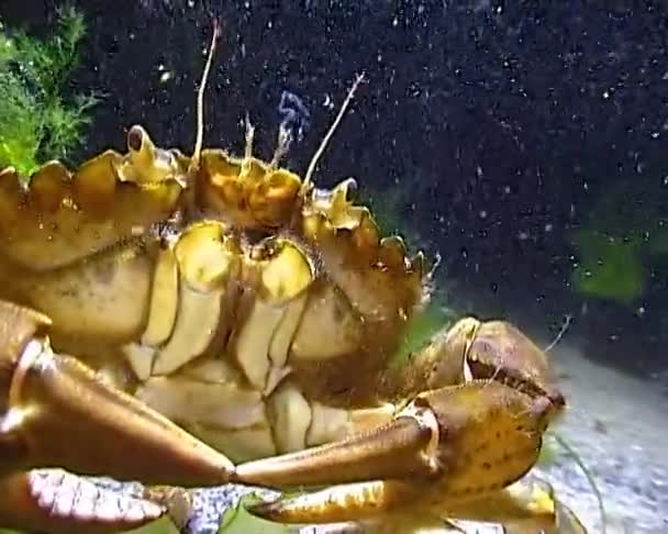 Mer Noire Nutrition Crabe Vert Carcinus Aestuarii Mangeant Une Autre — Video