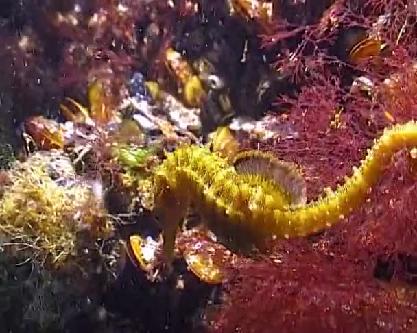 Krótkometrażowy Konik Morski Hippocampus Hippocampus Ukrywający Się Wśród Małży Morzu — Wideo stockowe