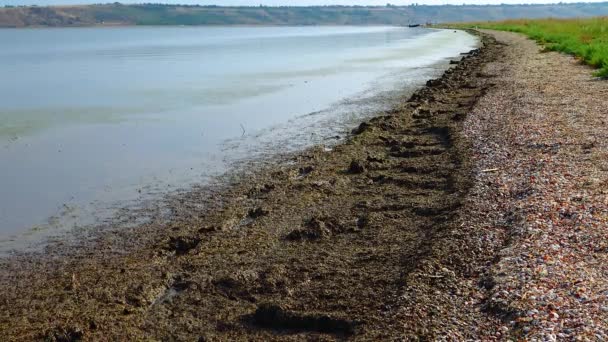 乌克兰蒂里古尔河岸边腐烂的大型植物藻类和软体动物的野生动物生态 风暴排放 — 图库视频影像