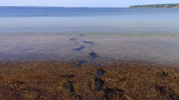 Wildlife Ecology Human Traces Storm Emissions Decaying Macrophyte Algae Shore — Stock Video