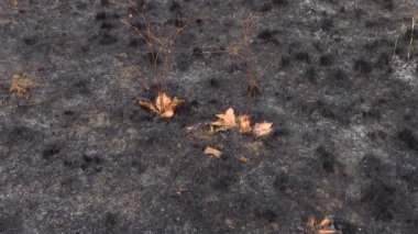 Vahşi doğadaki ateş. Vahşi hayvan ve bitkilerin ölümüyle oluşan çevresel bir sorun.