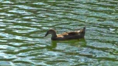 Yaban ördeği (Anas platyrhynchos) yeşil suda yüzer.