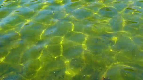 Sun Glare Reflections Clear Greenish Water Black Sea — Stock Video