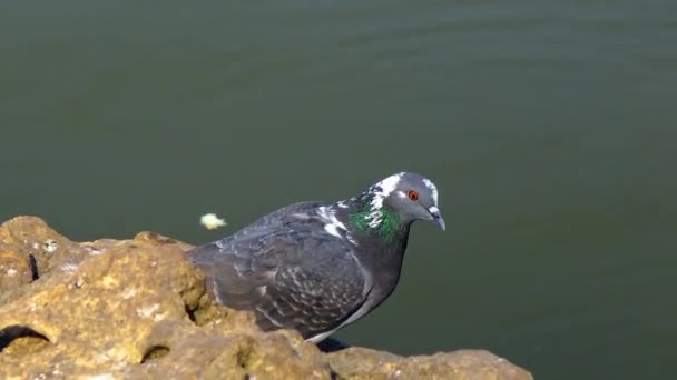Pigeons Rest Ask Food Stone Backdrop Lake — Stock Video