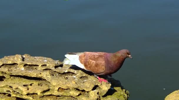 비둘기들은 휴식을 취하고 호수의 뒷면에 위에서 먹이를 달라고 — 비디오