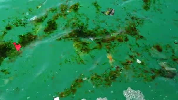 Πλαστικά Συντρίμμια Στο Νερό Σκοτώνουν Άγρια Ζώα Πλαστικά Σκουπίδια Και — Αρχείο Βίντεο