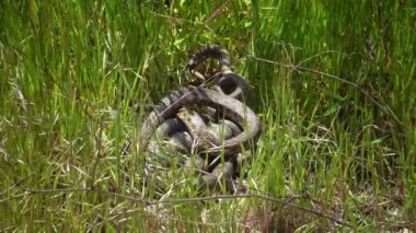 Zar yılanı (Natrix tessellata), su yılanları sazlıklarda çiftleşirler.