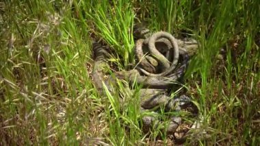 Zar yılanı (Natrix tessellata), su yılanları sazlıklarda çiftleşirler.