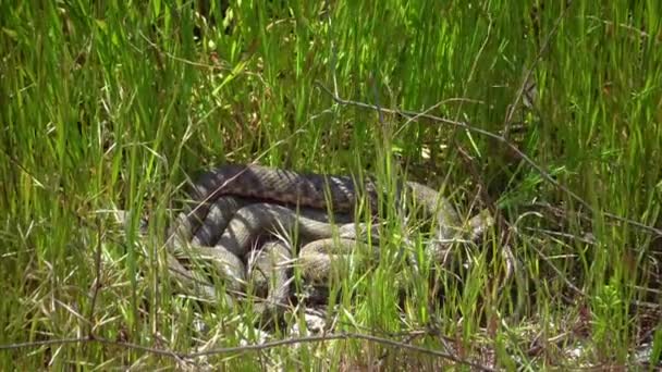Dobbelstenen Slang Natrix Tessellata Waterslangen Paren Oever Het Riet — Stockvideo