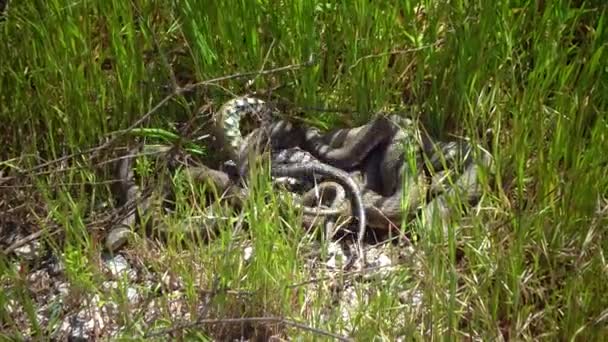 Dice Snake Natrix Tessellata Water Snakes Mate Shore Reeds — Stock Video
