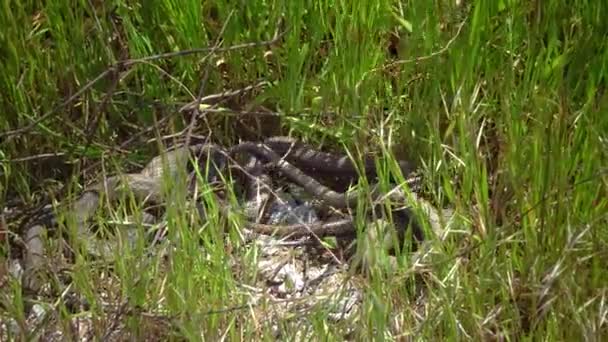 Die Würfelnatter Natrix Tessellata Wasserschlangen Paaren Sich Ufer Schilf — Stockvideo