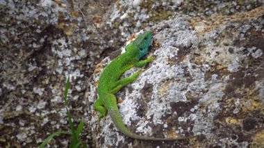 Avrupalı yeşil kertenkele (Lacerta viridis) bir kayanın üzerinde oturuyor.