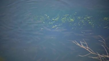 So-iuy kefal (Liza haematocheilus, Mugilidae), Khadzhibey haliçinin durgun sularında sığ sularda kızartılır.