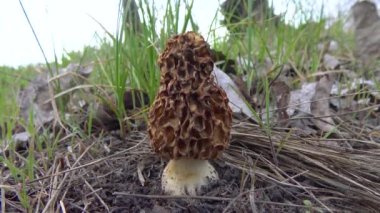 Mantar sarısı morel (Morchella esculenta) - yaygın olarak bilinen adıyla morel, morel mantarı ve sünger morel. 
