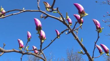 Ağaç dalında pembe Magnolia çiçekleri, Manolya ağacı çiçeği, manolya tomurcuğu.