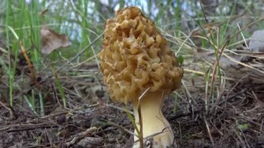 Mantar sarısı morel (Morchella esculenta) - yaygın olarak bilinen adıyla morel, morel mantarı ve sünger morel. 