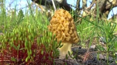 Mantar sarısı morel (Morchella esculenta) - yaygın olarak bilinen adıyla morel, morel mantarı ve sünger morel. 