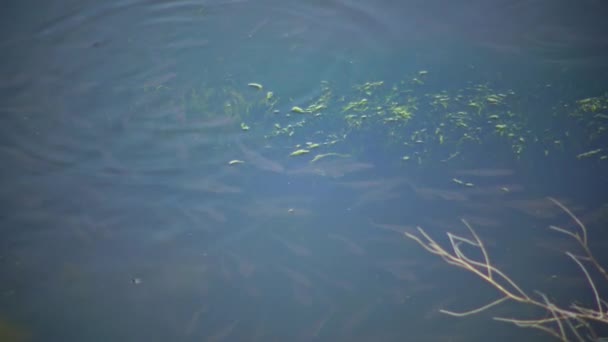 물고기 Liza Haematocheilus Mugilidae 이베이 강어귀의 물에서 물고기를 튀기고 — 비디오