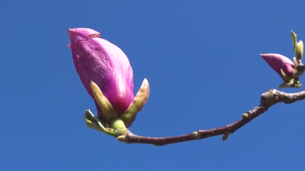 Рожеві Квіти Магнолії Гілці Дерева Цвітіння Магнолії Бутон Магнолії — стокове відео