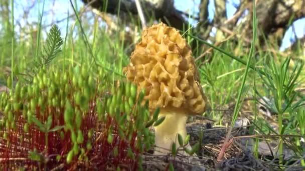 真菌黄鼠 Morchella Esculenta 俗称普通鼠 鼠蘑菇和海绵鼠 — 图库视频影像