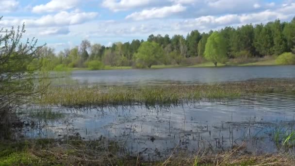 Grön Flodslätt Skog Stranden Biflod Till Floden Dnepr Ukraina — Stockvideo