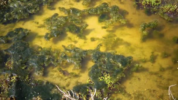 Сине Зеленые Диатомы Воде Нижнего Течения Куяльницкого Лимана — стоковое видео