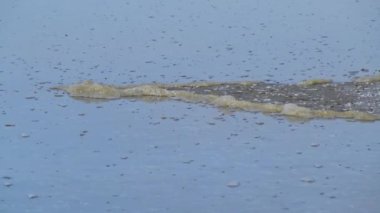 Rüzgar, Ukrayna 'daki Kuyalnitsky Estuary' nin sığ sularındaki sahil şeridine hızlı bir şekilde kirli su ve köpük sürer.