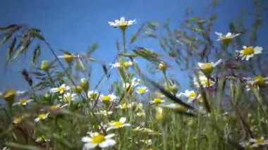 Steppe Vahşi Yaşam Manzarası, çiçeklenen papatyalar rüzgarda sallanıyor