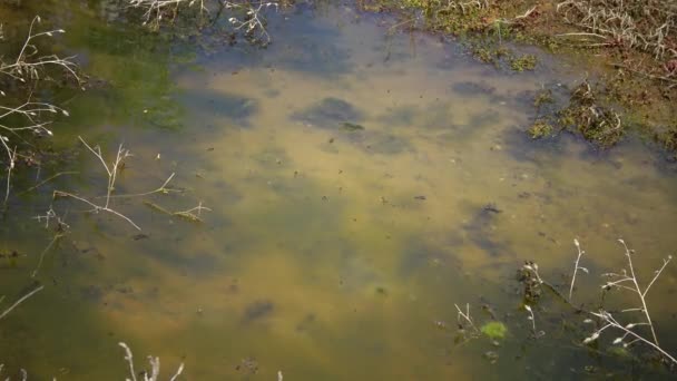 Kuyalnitsky河口の浅い水の中の青緑と珪藻 — ストック動画