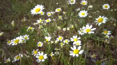 Steppe Vahşi Yaşam Manzarası, çiçeklenen papatyalar rüzgarda sallanıyor