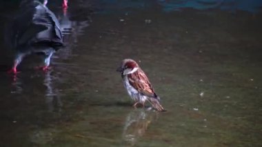 Küçük bir serçe, sığ bir derinlikte gölün sularında banyo yapar.