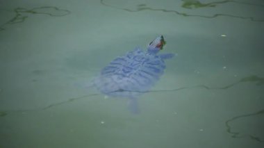 Gölet kaydırıcı (Trachemys scripta) suyun yüzeyine yakın bir gölette nefes alır ve yüzer.