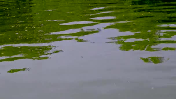 Blendung Und Reflexionen Der Grünen Blätter Von Bäumen Wasser Einem — Stockvideo