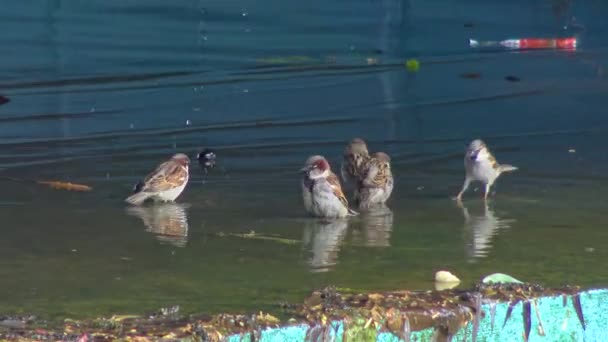 Petit Oiseau Moineau Baigne Dans Eau Lac Une Faible Profondeur — Video