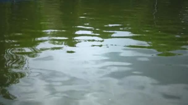 Blendung Und Reflexionen Der Grünen Blätter Von Bäumen Wasser Einem — Stockvideo