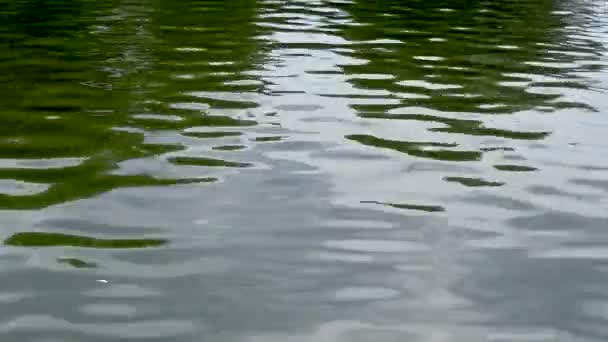 Deslumbramiento Reflejos Hojas Verdes Árboles Agua Estanque Tranquilo — Vídeos de Stock