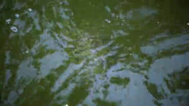 Pond Slider Trachemys Scripta Breathes Swims Pond Surface Water — Stock Video