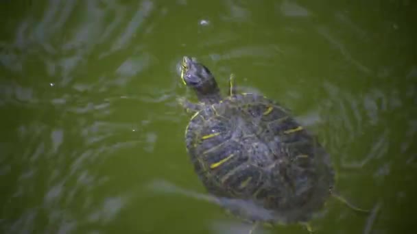 池のスライダー Trachemys Scripta は水面近くの池で呼吸し — ストック動画