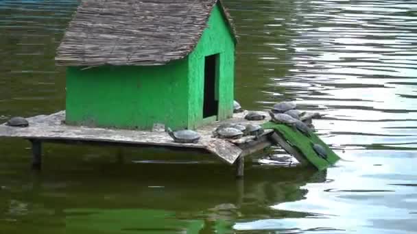 Bataklık Kırmızı Kulaklı Kaplumbağalar Göletteki Suyun Üzerinde Dinleniyorlar — Stok video