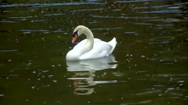 Ein Weißer Schwan Schwimmt Einem Teich Und Versteckt Seinen Kopf — Stockvideo
