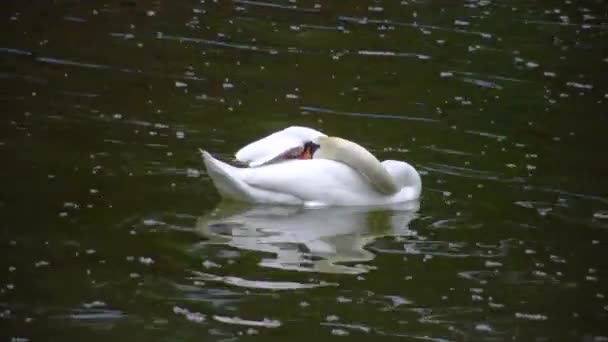 Ένας Λευκός Κύκνος Κολυμπάει Μια Λίμνη Και Κρύβει Κεφάλι Του — Αρχείο Βίντεο