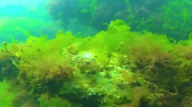 Karadeniz 'deki sualtı manzarası. Deniz tabanında yeşil, kırmızı ve kahverengi algler