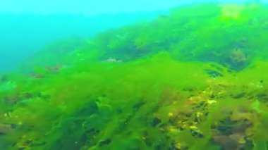 Karadeniz 'deki sualtı manzarası. Deniz tabanında yeşil, kırmızı ve kahverengi algler
