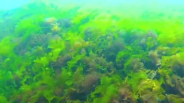 Karadeniz 'deki sualtı manzarası. Deniz tabanında yeşil, kırmızı ve kahverengi algler