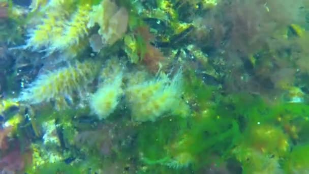黑海海底岩石上的奥贝拉水样息肉和绿藻 — 图库视频影像