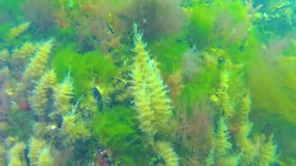 Obelia Pólipos Hidroides Algas Verdes Sobre Rocas Fondo Del Mar — Vídeo de stock