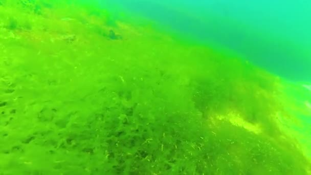 Paesaggio Subacqueo Nel Mar Nero Alghe Verdi Rosse Brune Sul — Video Stock