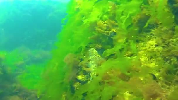 Paisaje Submarino Mar Negro Algas Verdes Rojas Marrones Fondo Marino — Vídeo de stock