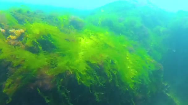 Paisaje Submarino Mar Negro Algas Verdes Rojas Marrones Fondo Marino — Vídeo de stock